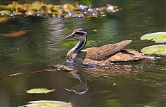 Sungrebe